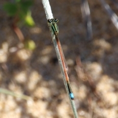 Ischnura aurora (Aurora Bluetail) at Bournda, NSW - 7 Apr 2020 by RossMannell