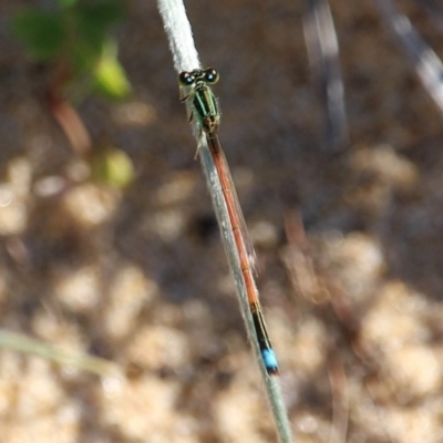 Ischnura aurora (Aurora Bluetail) at Bournda Environment Education Centre - 7 Apr 2020 by RossMannell