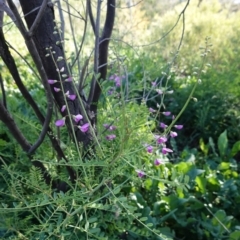 Swainsona galegifolia (Darling Pea) at Red Hill Nature Reserve - 3 Jun 2020 by JackyF