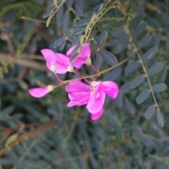 Swainsona galegifolia at Red Hill, ACT - 3 Jun 2020 11:24 AM