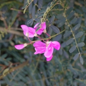 Swainsona galegifolia at Red Hill, ACT - 3 Jun 2020