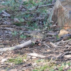 Pyrrholaemus sagittatus (Speckled Warbler) at Red Hill Nature Reserve - 3 Jun 2020 by JackyF