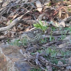 Pyrrholaemus sagittatus at Red Hill, ACT - 3 Jun 2020