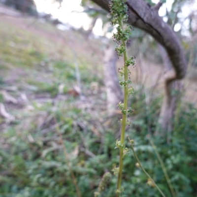 Acaena x ovina (Sheep's Burr) at Deakin, ACT - 3 Jun 2020 by JackyF