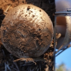 Amanita sp. (Amanita sp.) at Red Hill Nature Reserve - 3 Jun 2020 by JackyF