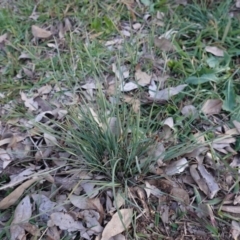 Lomandra (genus) (A Matrush) at Deakin, ACT - 3 Jun 2020 by JackyF