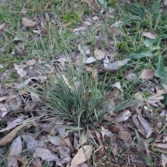 Lomandra sp. (A Matrush) at Deakin, ACT - 3 Jun 2020 by JackyF