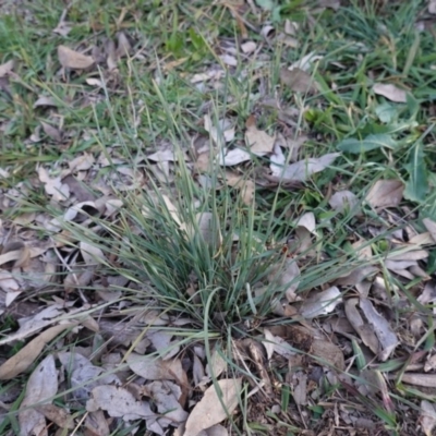 Lomandra (genus) (A Matrush) at Deakin, ACT - 3 Jun 2020 by JackyF