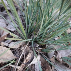 Lomandra sp. at Deakin, ACT - 3 Jun 2020