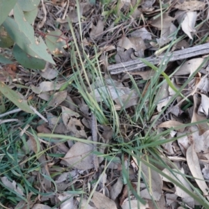 Lomandra sp. at Deakin, ACT - 3 Jun 2020 11:55 AM