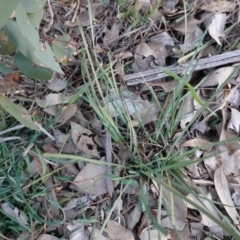 Lomandra sp. at Deakin, ACT - 3 Jun 2020