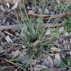 Lomandra sp. at Deakin, ACT - 3 Jun 2020