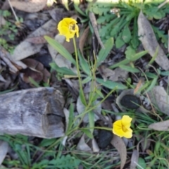 Goodenia pinnatifida (Scrambled Eggs) at Red Hill Nature Reserve - 3 Jun 2020 by JackyF