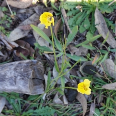 Goodenia pinnatifida (Scrambled Eggs) at Deakin, ACT - 3 Jun 2020 by JackyF