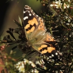 Vanessa kershawi at Aranda, ACT - 3 Jun 2020