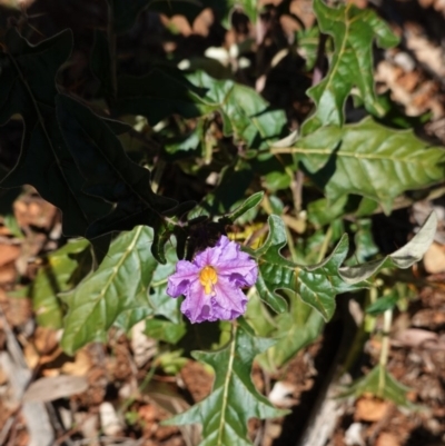 Solanum cinereum (Narrawa Burr) at Red Hill, ACT - 3 Jun 2020 by JackyF