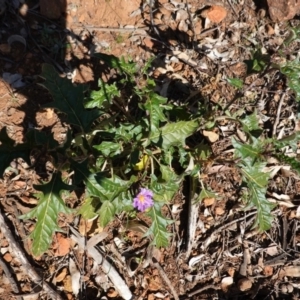 Solanum cinereum at Red Hill, ACT - 3 Jun 2020