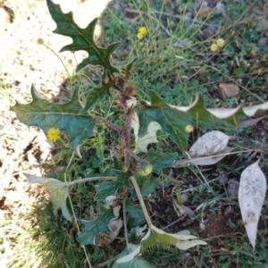 Solanum cinereum at Red Hill, ACT - 3 Jun 2020