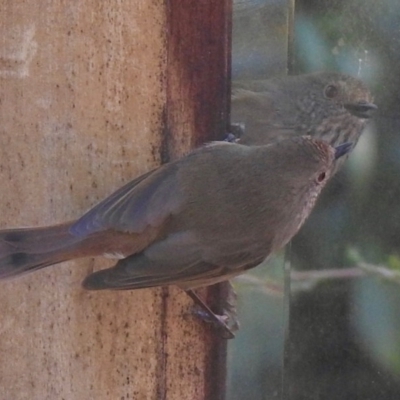 Acanthiza pusilla (Brown Thornbill) at Aranda, ACT - 3 Jun 2020 by KMcCue