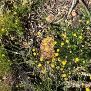 Calotis lappulacea at Red Hill, ACT - 3 Jun 2020 12:09 PM