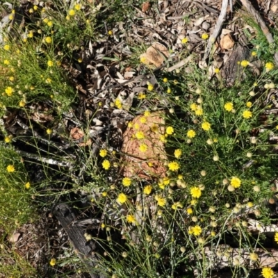 Calotis lappulacea (Yellow Burr Daisy) at Red Hill, ACT - 3 Jun 2020 by JackyF