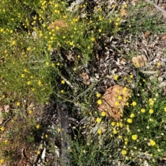 Calotis lappulacea at Red Hill, ACT - 3 Jun 2020 12:09 PM