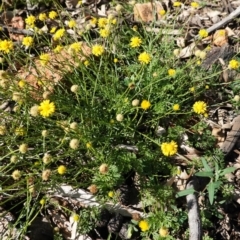 Calotis lappulacea at Red Hill, ACT - 3 Jun 2020 12:09 PM