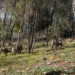 Calotis lappulacea at Red Hill, ACT - 3 Jun 2020 12:09 PM