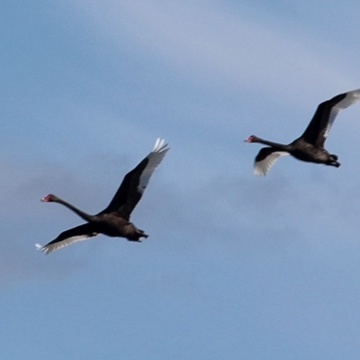 Cygnus atratus (Black Swan) at Bournda, NSW - 7 Apr 2020 by RossMannell