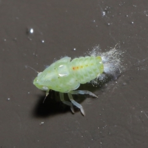 Siphanta acuta at Acton, ACT - 2 Jun 2020 12:27 PM