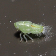 Siphanta acuta at Acton, ACT - 2 Jun 2020 12:27 PM