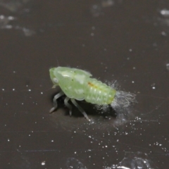 Siphanta acuta at Acton, ACT - 2 Jun 2020 12:27 PM