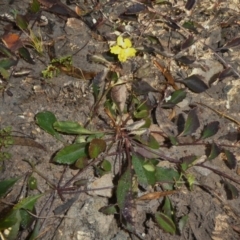 Goodenia hederacea (Ivy Goodenia) at Theodore, ACT - 3 Jun 2020 by Owen