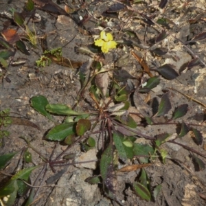 Goodenia hederacea at Theodore, ACT - 3 Jun 2020