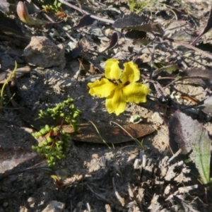 Goodenia hederacea at Theodore, ACT - 3 Jun 2020