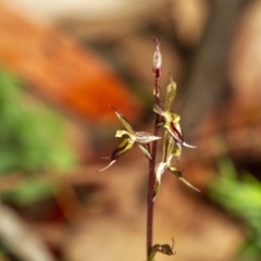 Acianthus exsertus (Large Mosquito Orchid) at Penrose - 21 May 2020 by Aussiegall