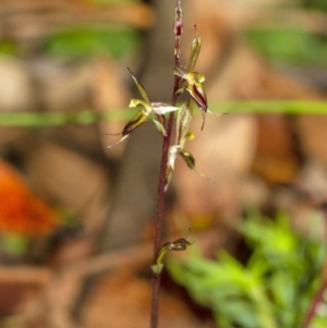 Acianthus exsertus at suppressed - 21 May 2020