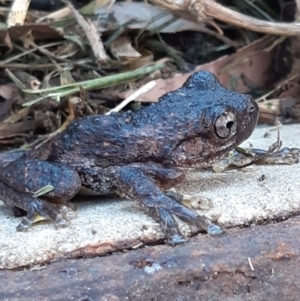 Litoria peronii at Morton, NSW - 3 Jun 2020