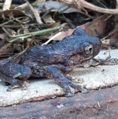 Litoria peronii (Peron's Tree Frog, Emerald Spotted Tree Frog) at Morton, NSW - 3 Jun 2020 by vivdavo