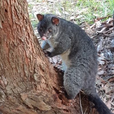 Trichosurus cunninghami (Mountain Brushtail Possum, Southern Bobuck) at Morton, NSW - 19 May 2020 by vivdavo