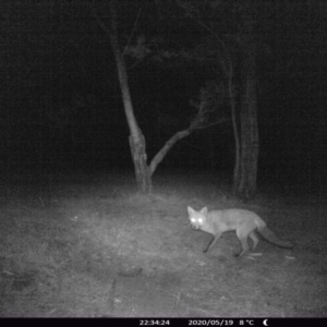 Vulpes vulpes at Morton, NSW - 19 May 2020