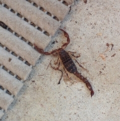 Cercophonius squama (Wood Scorpion) at Morton, NSW - 7 May 2020 by vivdavo