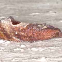 Cryptophlebia ombrodelta (Litchi Fruit Moth) at Lilli Pilli, NSW - 3 Jun 2020 by jb2602