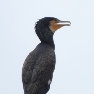 Phalacrocorax carbo at Gordon, ACT - 2 Feb 2020 11:41 PM