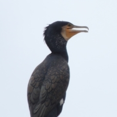 Phalacrocorax carbo (Great Cormorant) at Gordon, ACT - 2 Feb 2020 by michaelb
