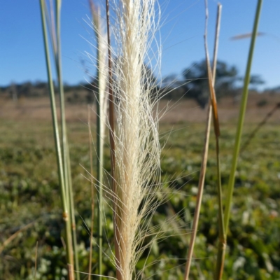 Dichelachne crinita (Long-hair Plume Grass) at Wandiyali-Environa Conservation Area - 3 Jun 2020 by Wandiyali