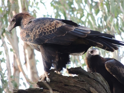 Aquila audax (Wedge-tailed Eagle) at Splitters Creek, NSW - 20 May 2015 by Alburyconservationcompany