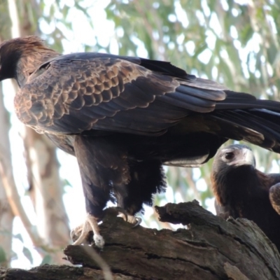 Aquila audax (Wedge-tailed Eagle) at Albury - 20 May 2015 by Alburyconservationcompany
