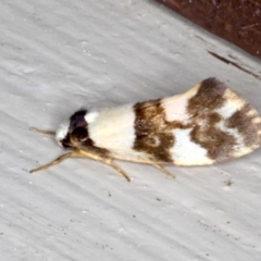 Monopis icterogastra (Wool Moth) at Lilli Pilli, NSW - 4 Jun 2020 by jb2602