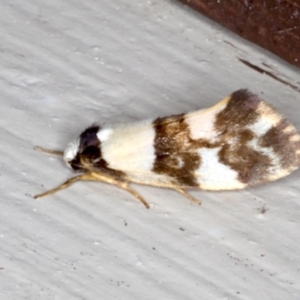 Monopis icterogastra at Lilli Pilli, NSW - 4 Jun 2020 12:25 AM